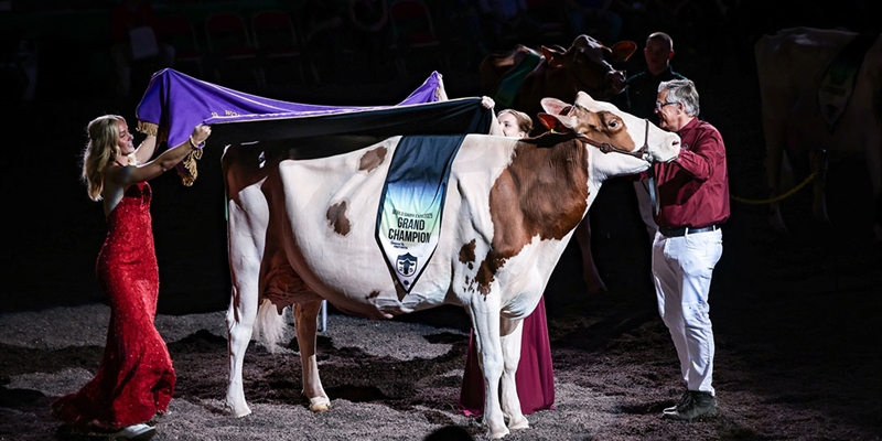 Golden-Oaks Temptres-Red-ET, Vaca Campeona Suprema de la World Dairy Expo 2025 de Madison