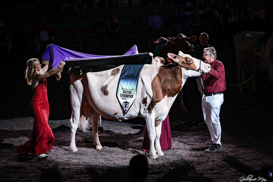 Golden-Oaks Temptres-Red-ET, Vaca Campeona Suprema de la World Dairy...