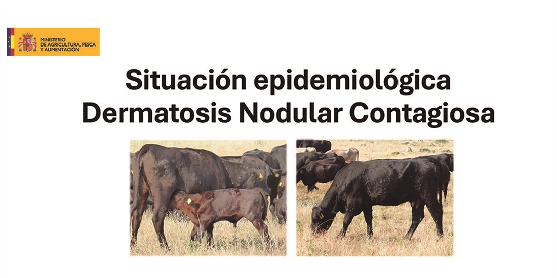 Informacin oficial del MAPA sobre la Dermatosis Nodular Contagiosa