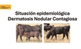 Informacin oficial del MAPA sobre la Dermatosis Nodular Contagiosa