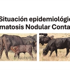 Informacin oficial del MAPA sobre la Dermatosis Nodular Contagiosa
