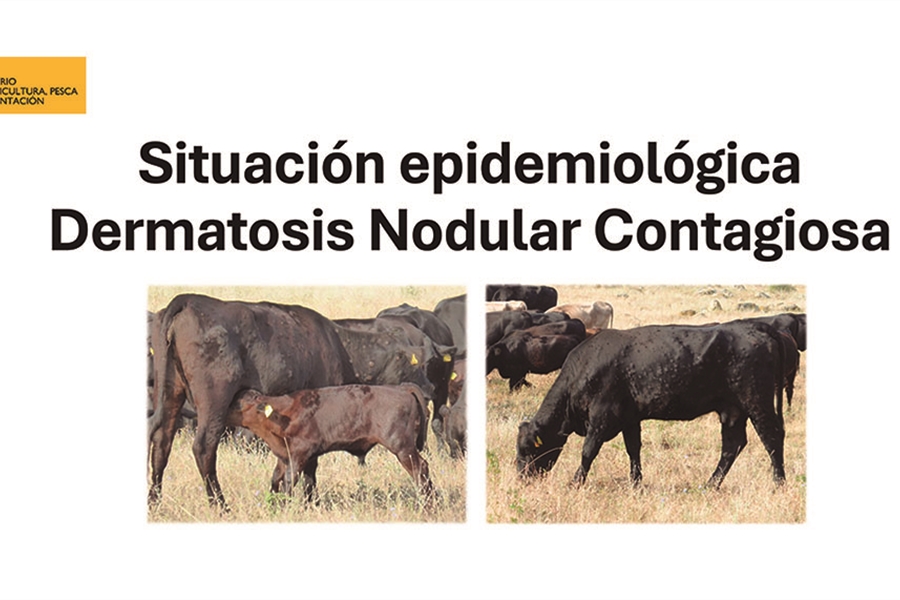 Informacin oficial del MAPA sobre la Dermatosis Nodular Contagiosa