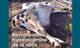 Revisitando la hipocalcemia de la vaca