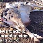 Revisitando la hipocalcemia de la vaca