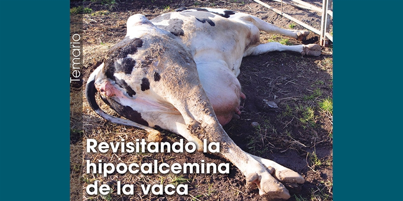 Revisitando la hipocalcemia de la vaca