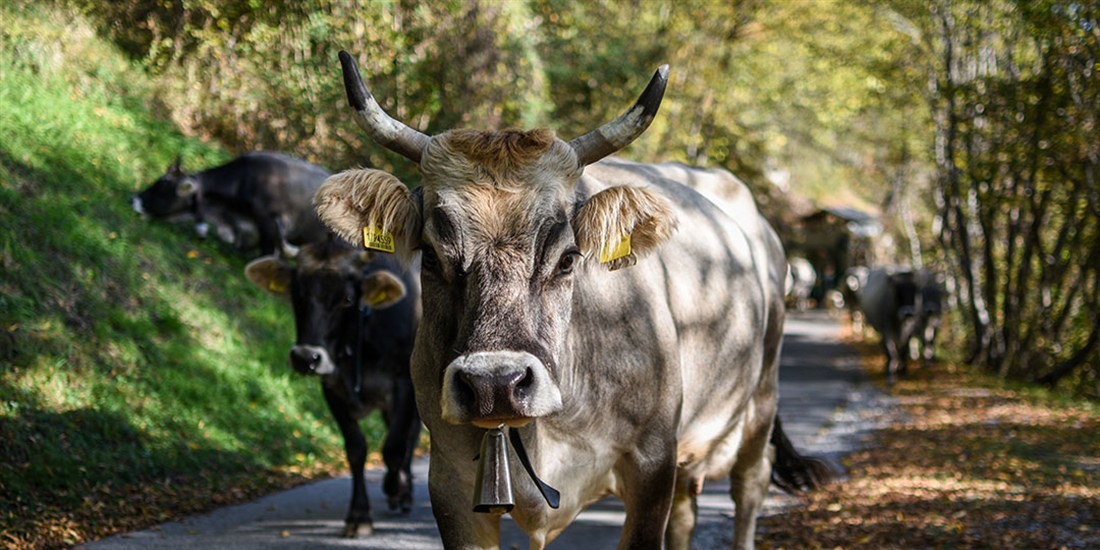 Navarra prohbe la celebracin de ferias, concursos y mercados de...