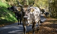 Navarra prohbe la celebracin de ferias, concursos y mercados de ganado debido a la situacin epidemiolgica del vacuno en Francia por la DNC