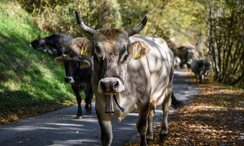 Navarra prohbe la celebracin de ferias, concursos y mercados de...