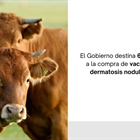 El Gobierno de Espaa destina 660.000 euros a la compra de vacunas contra la Dermatosis Nodular Contagiosa