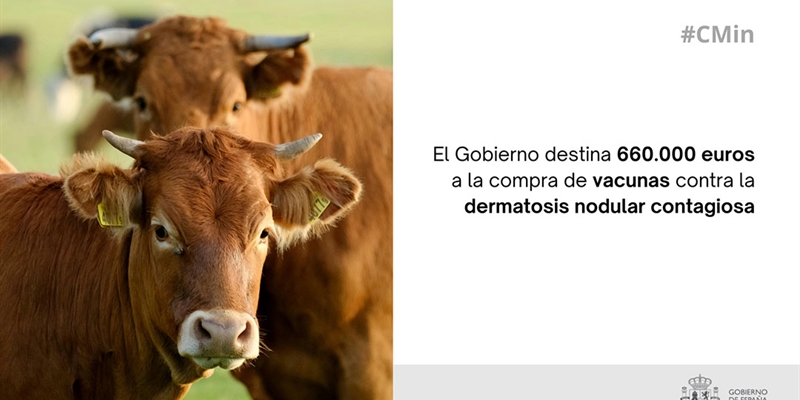 El Gobierno de Espaa destina 660.000 euros a la compra de vacunas contra la Dermatosis Nodular Contagiosa