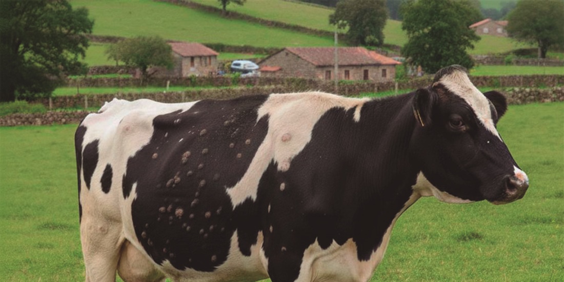 La Xunta de Galicia se rene con el sector ganadero para explicar las...