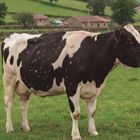 La Xunta de Galicia se rene con el sector ganadero para explicar las nuevas medidas preventivas frente a la Dermatosis Nodular Contagiosa