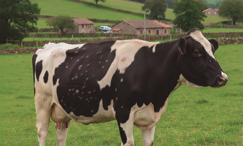 La Xunta de Galicia se rene con el sector ganadero para explicar las...