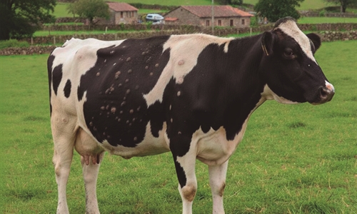 La Xunta de Galicia se rene con el sector ganadero para explicar las...