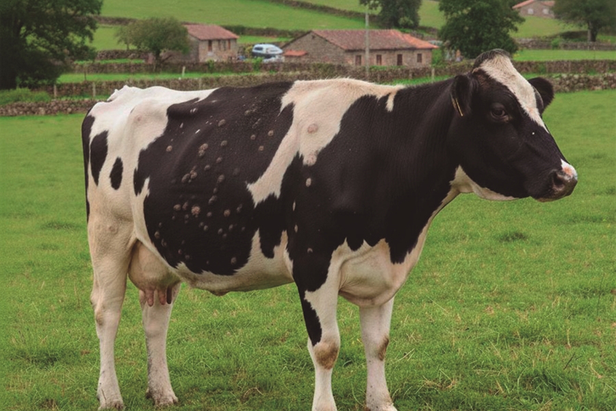 La Xunta de Galicia se rene con el sector ganadero para explicar las...