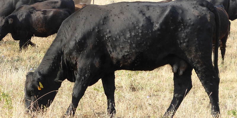 La dermatosis nodular contagiosa activa un reto en sanidad animal y deja un impacto millonario en exportacin