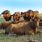 Baleares prohbe la entrada de vacas de zonas infectadas por Dermatosis Nodular Contagiosa