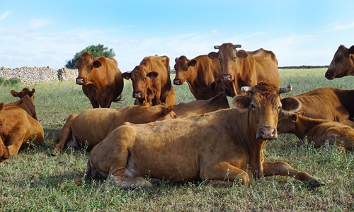 Baleares prohbe la entrada de vacas de zonas infectadas por Dermatosis...