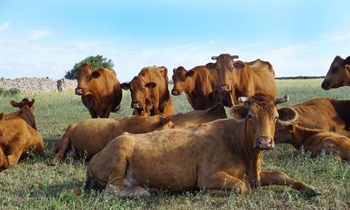 Baleares prohbe la entrada de vacas de zonas infectadas por Dermatosis...