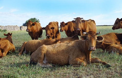 Baleares prohbe la entrada de vacas de zonas infectadas por Dermatosis...