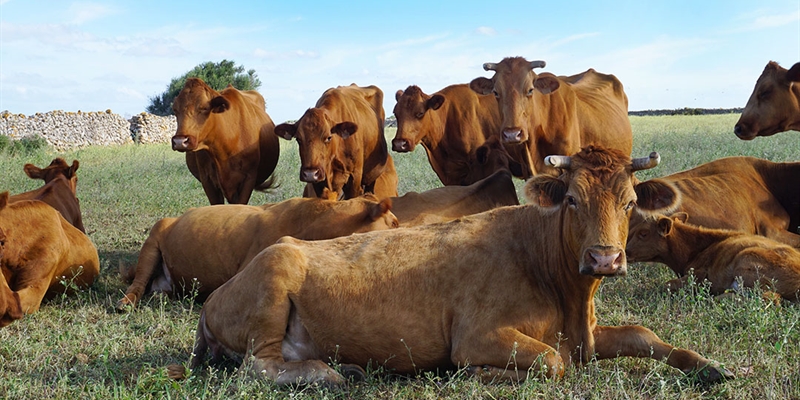Baleares prohbe la entrada de vacas de zonas infectadas por Dermatosis Nodular Contagiosa