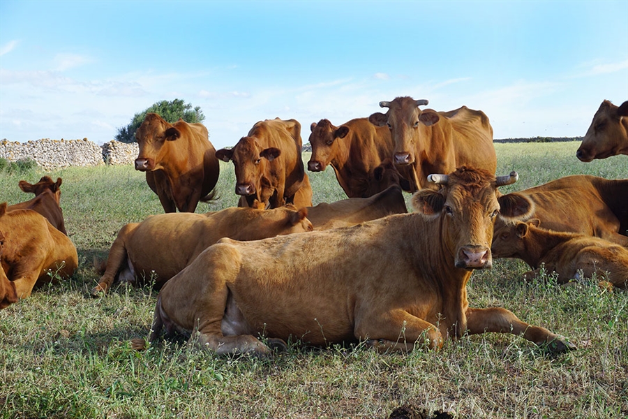 Baleares prohbe la entrada de vacas de zonas infectadas por Dermatosis...