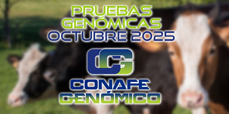 Actualizacin de las pruebas genmicas de Hembras CONAFE octubre 2025