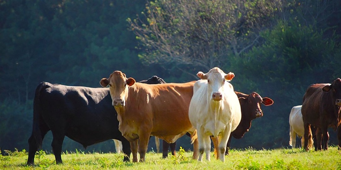 #RealidadGanadera Hacia una ganadera sostenible: el papel central de...