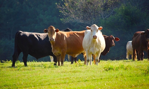 #RealidadGanadera Hacia una ganader�a sostenible: el papel central de...