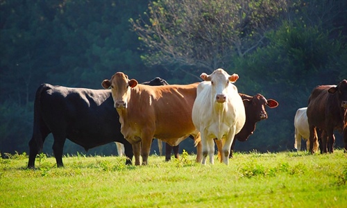 #RealidadGanadera Hacia una ganadera sostenible: el papel central de...