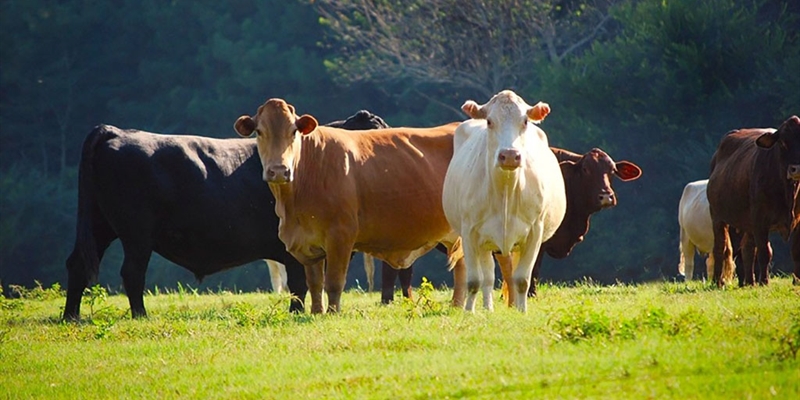 #RealidadGanadera Hacia una ganadera sostenible: el papel central de los animales en los sistemas alimentarios del futuro