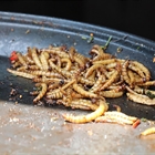 #RealidadGanadera: Un nuevo estudio revela que es poco probable que los alimentos a base de insectos sustituyan a la carne