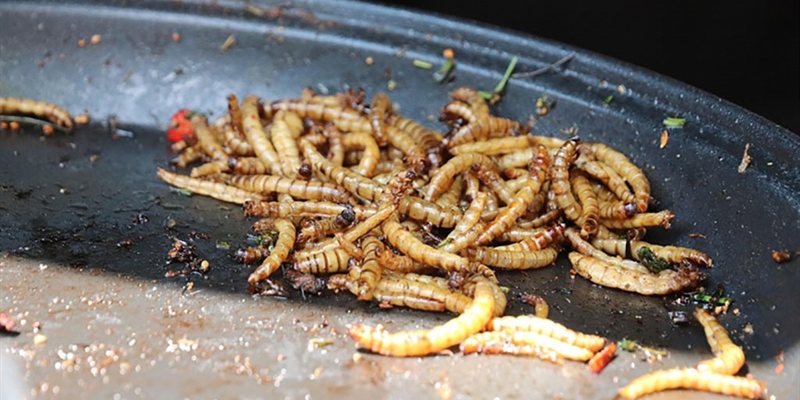 #RealidadGanadera: Un nuevo estudio revela que es poco probable que los alimentos a base de insectos sustituyan a la carne