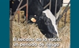 El secado de la vaca: un periodo de riesgo