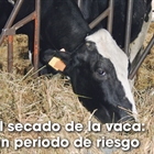 El secado de la vaca: un periodo de riesgo