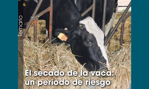 El secado de la vaca: un periodo de riesgo
