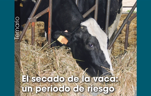 El secado de la vaca: un periodo de riesgo