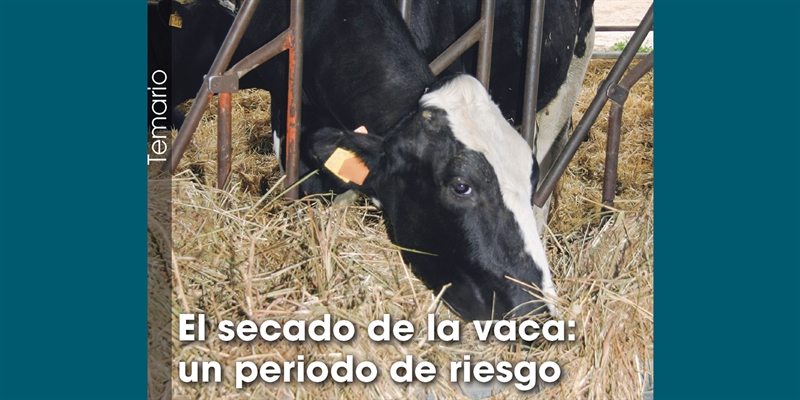 El secado de la vaca: un periodo de riesgo