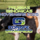 Actualizacin de las pruebas genmicas de Hembras CONAFE noviembre 2025
