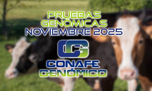 Actualizacin de las pruebas genmicas de Hembras CONAFE noviembre 2025