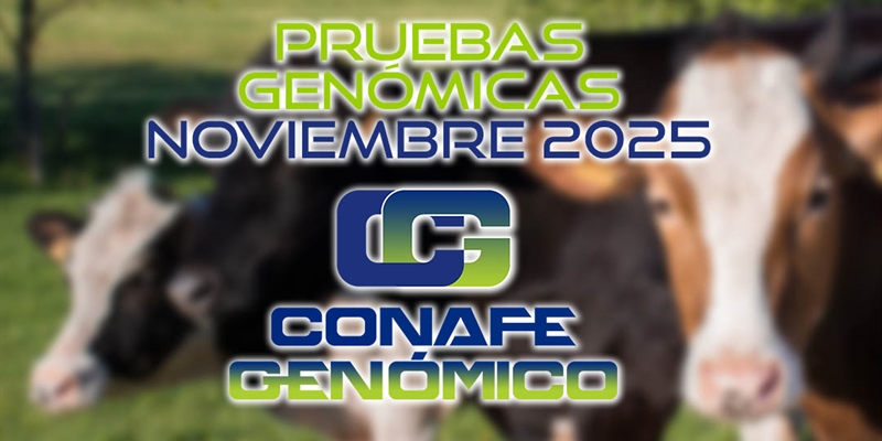 Actualizacin de las pruebas genmicas de Hembras CONAFE noviembre 2025