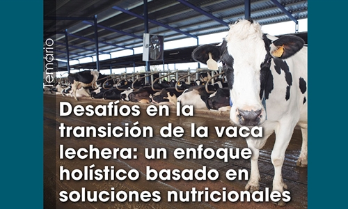 Desafos en la transicin de la vaca lechera: un enfoque holstico...