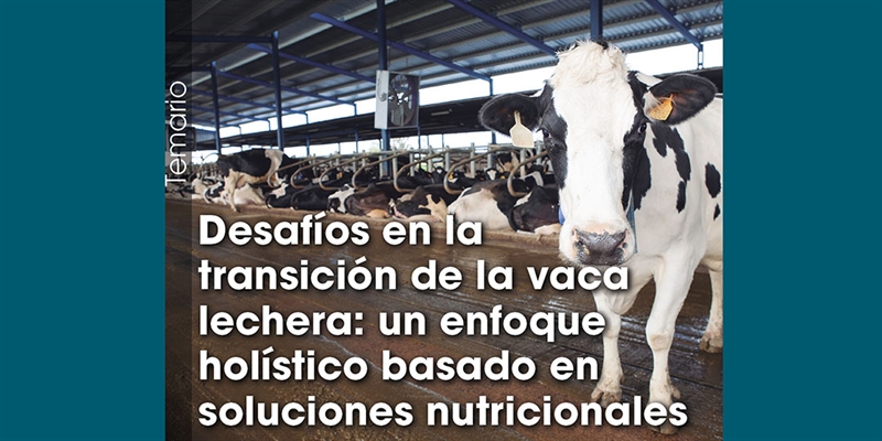 Desafos en la transicin de la vaca lechera: un enfoque holstico basado en soluciones nutricionales