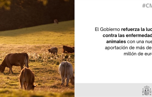 El Gobierno refuerza con 1,2 millones la lucha contra la dermatosis...