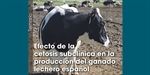 Efecto de la cetosis subcl�nica en la producci�n del ganado lechero espa�ol
