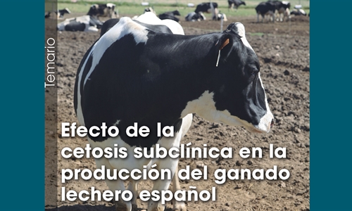 Efecto de la cetosis subclnica en la produccin del ganado lechero espaol