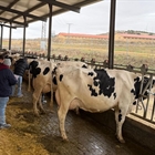 1 Taller CONAFE de Morfologa y Gentica de la raza Frisona