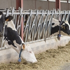 Nuevos Maestros Criadores de CONAFE en 2025