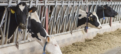 Nuevos Maestros Criadores de CONAFE en 2025