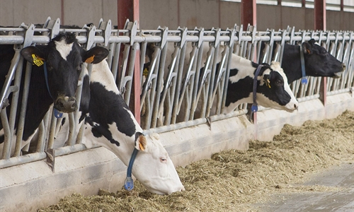 Nuevos Maestros Criadores de CONAFE en 2025